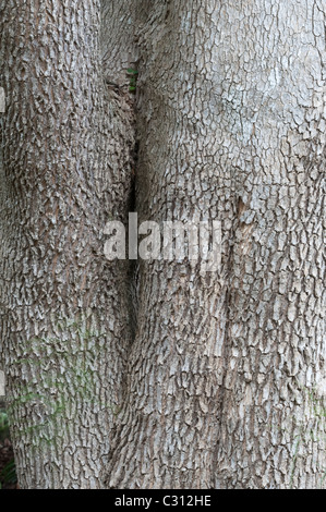 Elder Wald (Nuxia Edelrosen) Nahaufnahme der Rinde Kirstenbosch National Botanical Garden Kapstadt Western Cape Südafrika Stockfoto