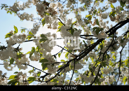 Weiße Kirschbaum in voller Blüte im Gegenlicht Stockfoto