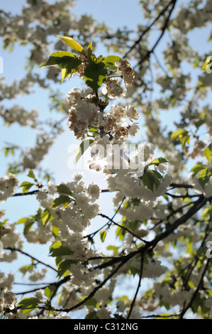 Weiße Kirschbaum in voller Blüte im Gegenlicht Stockfoto