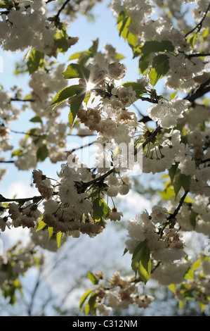 Weiße Kirschbaum in voller Blüte im Gegenlicht Stockfoto