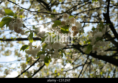 Weiße Kirschbaum in voller Blüte im Gegenlicht Stockfoto