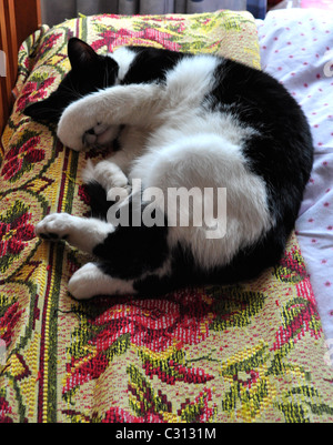Eine Katze Vorrecht Komfort schlafen. Nickerchen. Junge Katze schwarz / weiß, Barack, rollt sich und Abdeckungen hie Augen vor dem Licht. Stockfoto