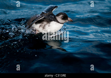 Juvenile Papageitaucher (Fratercula Arctica) Stockfoto