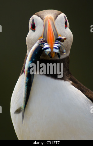 Papageitaucher mit Fisch Stockfoto