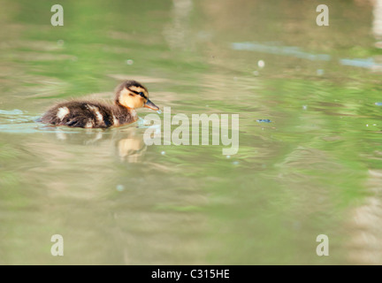 Einzelne Stockente Entlein auf der River Windrush in Oxfordshire Stockfoto