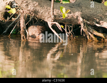 Schermaus in Wasser von Wasser Graben am River Windrush in Oxfordshire Stockfoto