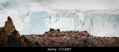 Eine Kolonie von Kinnriemen Pinguinen in der Antarktis auf eine Felswand mit einem riesigen Gletscher hinter. Stockfoto