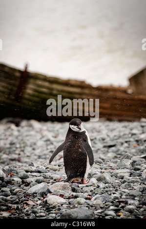 Kinnriemen Pinguin an einem steinigen Strand vor einem verlassenen Holzboot. Stockfoto