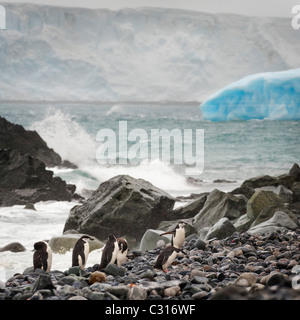 Kinnriemen Pinguine auf Felsen mit Eisberg und Wellen hinter. Stockfoto