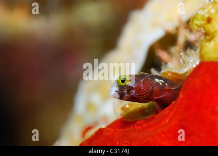 Eine mikroskopische Größe Grundel Fischen Kollegen aus seinem Loch in der schönen und bunten Korallenriff-Szene. Stockfoto