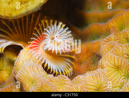 Superscharfe schönen Korallenriff Szene zeigt hochauflösende Härchen eines Rohres Wurm auf Hirnkoralle. Stockfoto