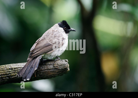 Unter der Leitung von Sooty Bulbul Pycnonotus Aurigaster, einziger Vogel auf Zweig, Indonesien, März 2011 Stockfoto