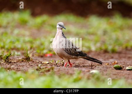 Gefleckte Taube Streptopelia Chinensis, einziger Vogel auf dem Rasen, Indonesien, März 2011 Stockfoto