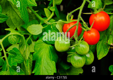 Reife und unreife Tomaten auf die Rebe wächst. Stockfoto