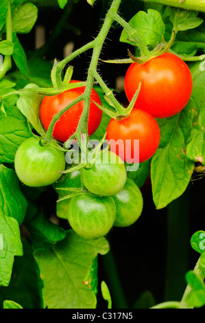 Reife und unreife Tomaten auf die Rebe wächst. Stockfoto