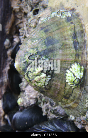 Gemeinsame Limpet, Patella vulgata Stockfoto