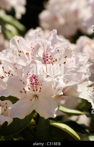 Rhododendron Stockfoto