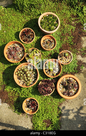 Englische Frühlingsgarten mit Töpfen von Hauswurzen unter Bett von Mind-Your-Own-Business. Stockfoto