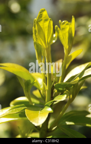 Choisya Ternata 'Sundance' - mexikanische Orangenblüten. Stockfoto