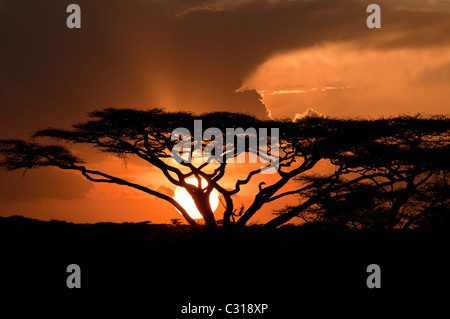 Stock Foto orange Sonnenuntergang hinter einer Akazie. Stockfoto