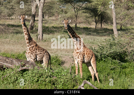 Stock Foto von zwei Masai Giraffe stehend durch ein Protokoll in den Wäldern Ndutu. Stockfoto