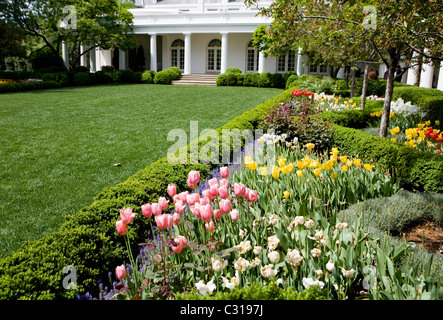 Tulpen blühen im Rose Garden des weißen Hauses. Stockfoto