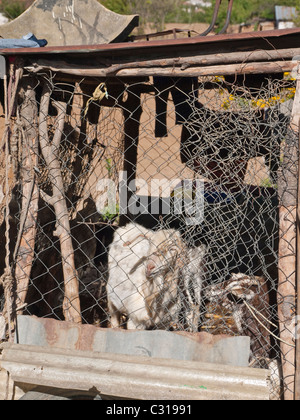 Zwei Ziegen in ihrer Feder befestigt an einem Haus in Totonicapan, Guatemala. Stockfoto