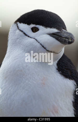 Porträt einer Kinnriemen Pinguin, Cooper Bay, South Georgia Insel Stockfoto
