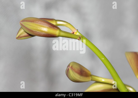 Orchidee Blütenknospen Closeup Stockfoto