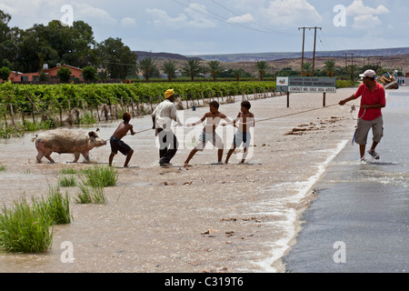 Die Einnahme von einem entflohenen Schwein während der Überschwemmung des oranjeflusses, R27, Northern Cape, Südafrika Stockfoto