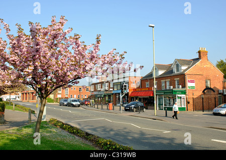 Spring Blossom in Broadway, Didcot, Oxfordshire, England, UK Stockfoto