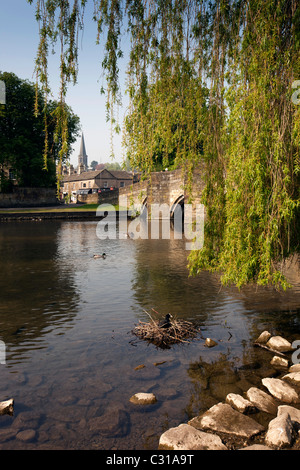 UK, Derbyshire, Peak District, Bakewell, Tierwelt, Blässhuhn nisten in den Untiefen des Flusses Wye Stockfoto