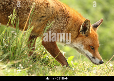 Fox, schnüffeln Stockfoto