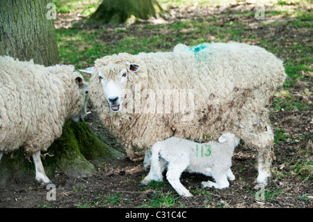 Frühling in Sussex. Zwei Schafe mit einem neugeborenen Lamm Fütterung von seiner Mutter Stockfoto