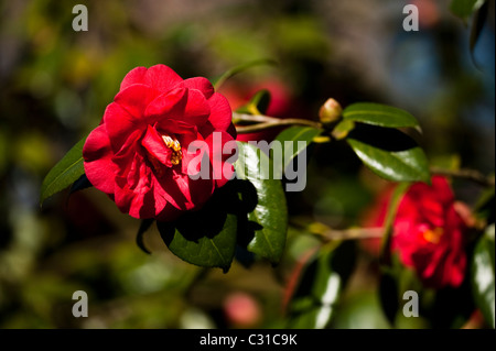 Camellia Japonica 'Adolphe Audusson' in voller Blüte Stockfoto