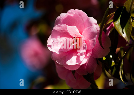 Kamelie-X Williamsii "Spende" in voller Blüte Stockfoto