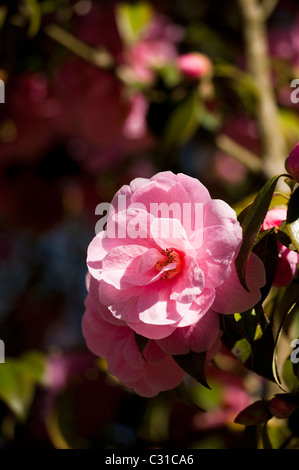 Kamelie-X Williamsii "Spende" in voller Blüte Stockfoto