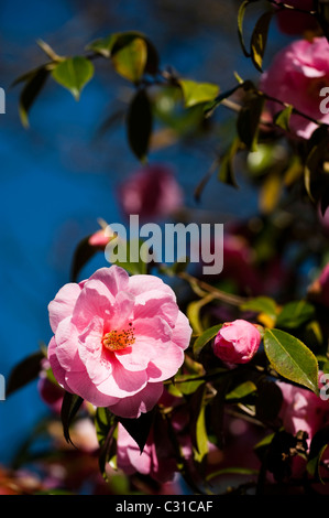 Kamelie-X Williamsii "Spende" in voller Blüte Stockfoto