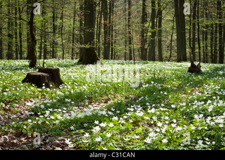 Springer weiß Blumen im Wald Stockfoto
