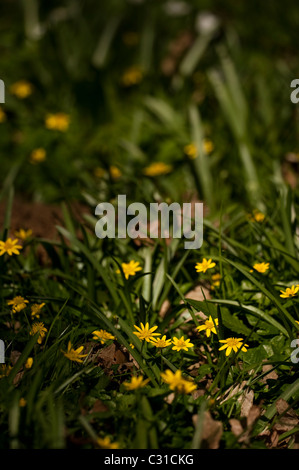 Kleinen Schöllkraut, Ranunculus Ficaria, in Blüte Stockfoto