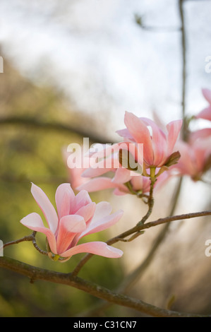 Magnolie Sprengeri in voller Blüte Stockfoto