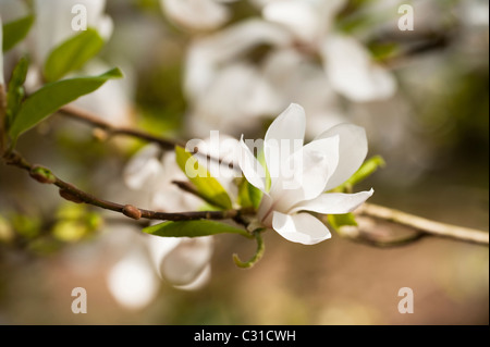 Magnolia Stellata 'Rosea' in voller Blüte Stockfoto