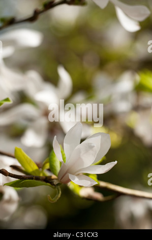 Magnolia Stellata 'Rosea' in voller Blüte Stockfoto