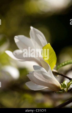 Magnolia Stellata 'Rosea' in voller Blüte Stockfoto