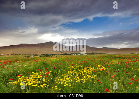 Wildblumen in Caldiran Van Türkei Stockfoto