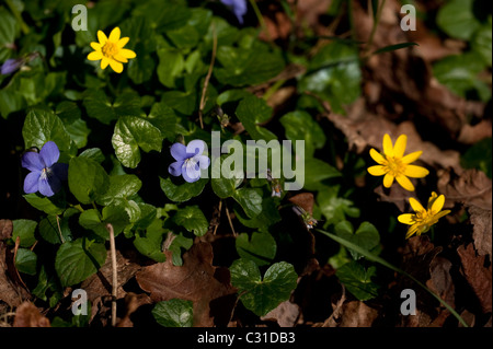 Gemeinsamen Hund Violet, Viola Riviniana wachsen mit kleinen Schöllkraut, Ranunculus ficaria Stockfoto