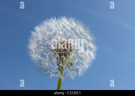 Löwenzahn Samen Kopf gegen blauen Himmel Stockfoto