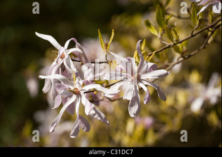 Magnolia X loebneri 'Leonard Messel' in voller Blüte Stockfoto