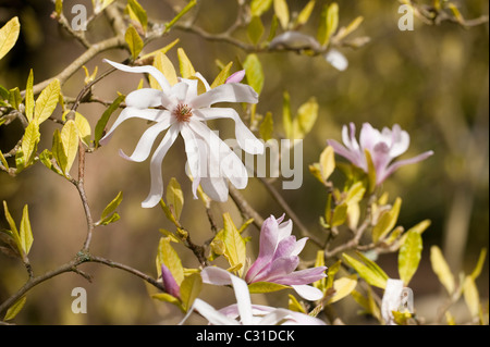 Magnolia X loebneri 'Leonard Messel' in voller Blüte Stockfoto