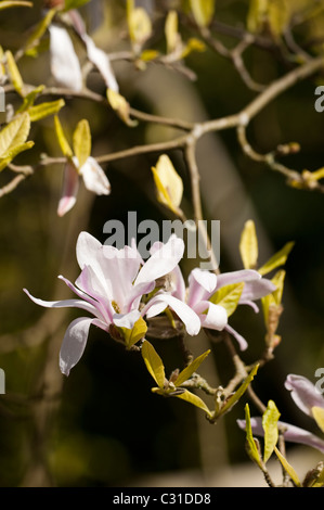 Magnolia X loebneri 'Leonard Messel' in voller Blüte Stockfoto